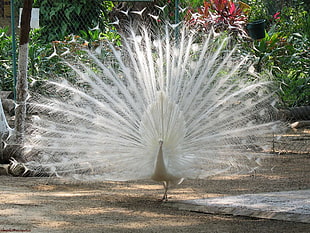 white peafowl at daytime
