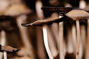 brown, white and black mushrooms