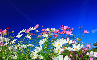 white and pink daisy flowers, flowers, nature, white flowers, pink flowers HD wallpaper