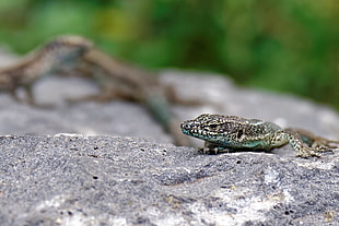 green and brown lizard