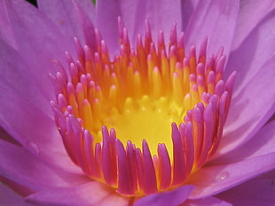 closeup photography of pink and yellow petaled flower