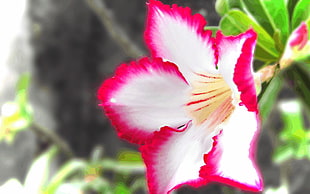 shallow focus photography of white and red flowers