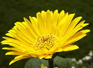 yellow flower phot