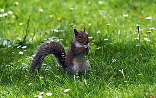 brown squirrel eating nuts HD wallpaper