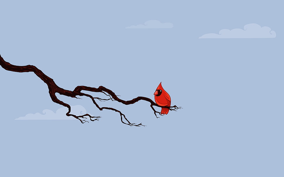 Cardinal Bird on tree branch over sky HD wallpaper
