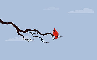 Cardinal Bird on tree branch over sky HD wallpaper