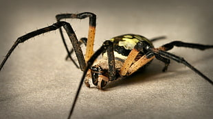 close-up photography of yellow and black Argiope spider