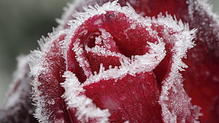frosted red rose HD wallpaper