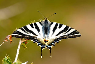 selective photography black and white moth, scarce swallowtail, iphiclides podalirius HD wallpaper
