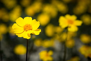 yellow Cosmos flowers in bloom close-up photo