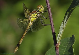 green dragonfly perch on brown wood branch in close-up photography
