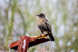 selective focus photo of brown bird on brown wooden rack, song thrush HD wallpaper