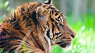 brown tiger lying on green grasses closeup photgraphy