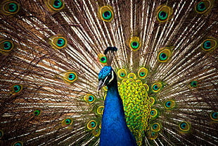 blue and green peacock painting