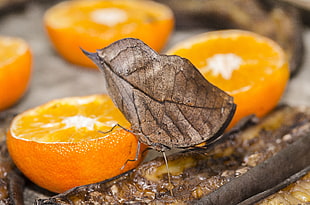brown leaf-winged yamfly on sliced orange fruit