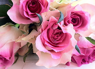 close-up photo of pink roses