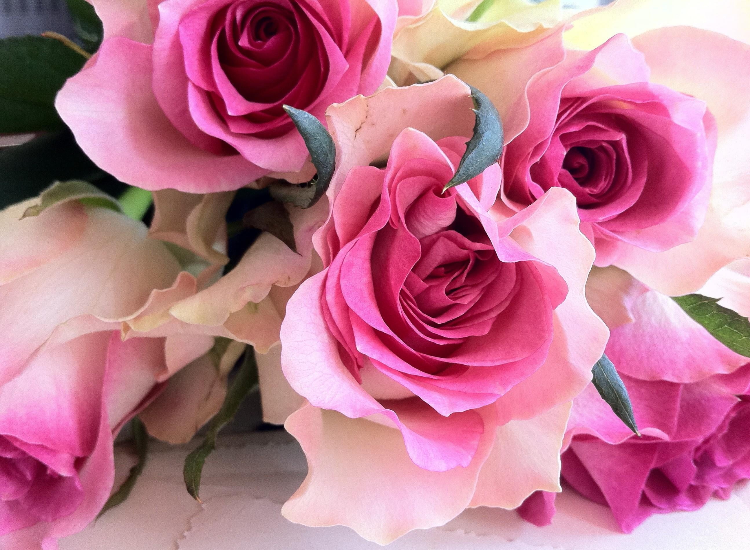 Close Up Photo Of Pink Roses Hd Wallpaper Wallpaper Flare
