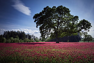 green leaf tree surrounded by red flowers