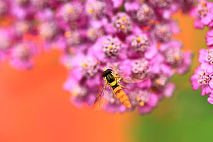 Hoverfly perched on pink petaled flower in macro photography