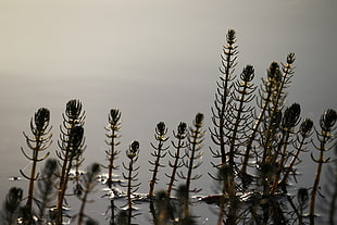 photo of green plants, water milfoil