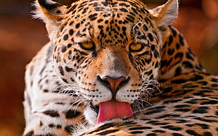 leopard showing tongue HD wallpaper