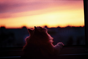 orange tabby cat, window sill, cat, animals, sunset