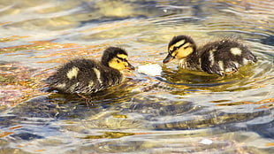 two brown ducklings floating on clear body of water during daytime
