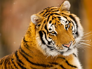 brown tiger photo