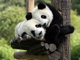 two pandas, panda, baby animals, animals HD wallpaper