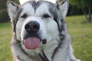 black and white Siberian Husky Sticking tongue out HD wallpaper
