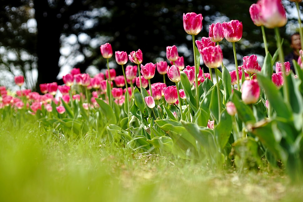 photo of pink petaled flowers HD wallpaper