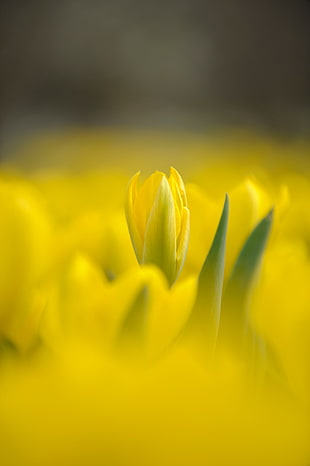 selective focus photography of yellow tulip flower