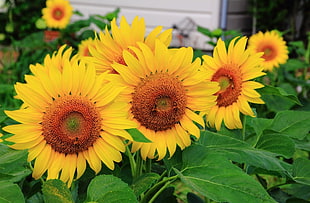 yellow and brown sunflowers