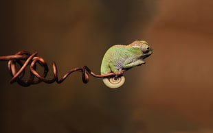 green chameleon, simple, chameleons, reptiles, branch HD wallpaper
