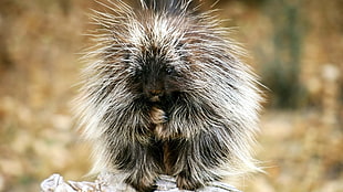 white and black porcupine