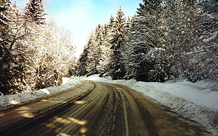 road full of ice near pine trees