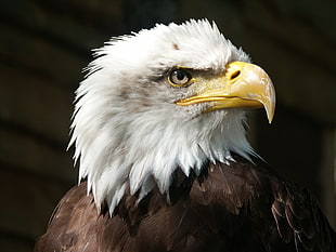 white and black eagle