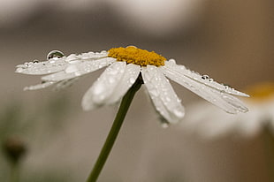 white daisy flower with water droplet close up focus photo HD wallpaper