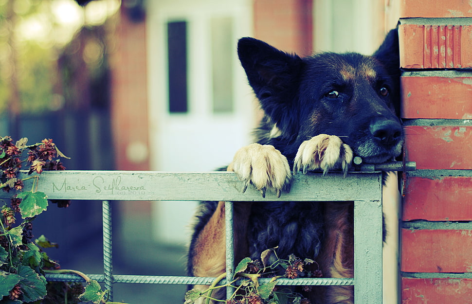 black and tan German Shepherd leaning on gate HD wallpaper