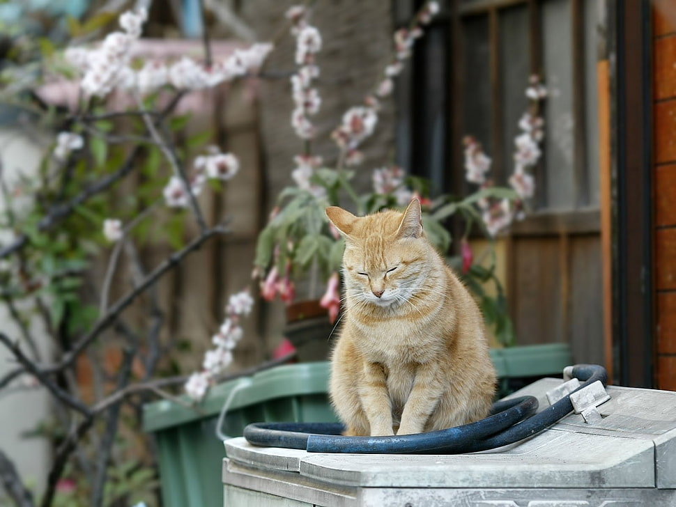 brown tabby cat sitting on gray table HD wallpaper
