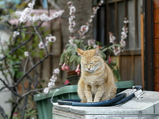 brown tabby cat sitting on gray table