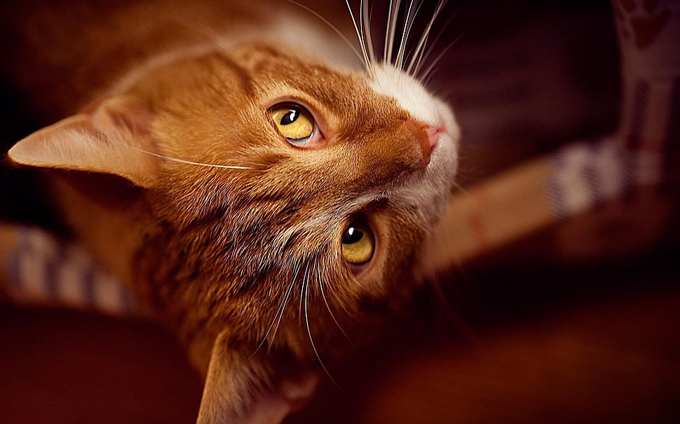 selective focus photography of brown Tabby cat HD wallpaper