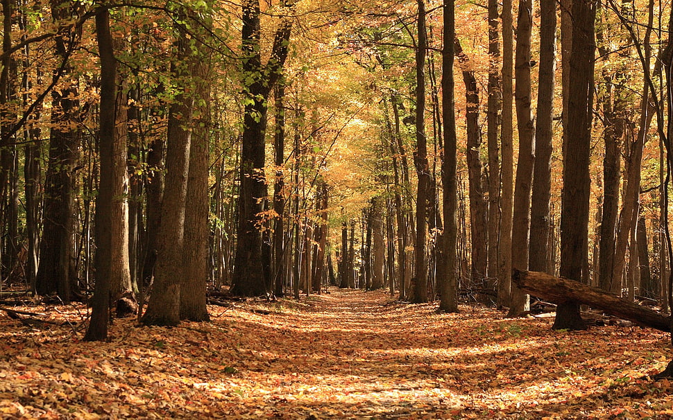 green leafed trees, forest HD wallpaper