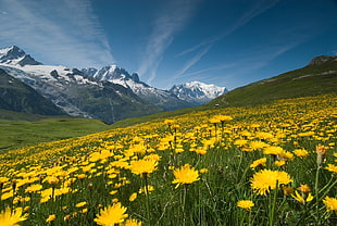landscape photography of yellow petaled flowers