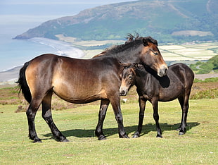 two brown horses on green grass during daytime
