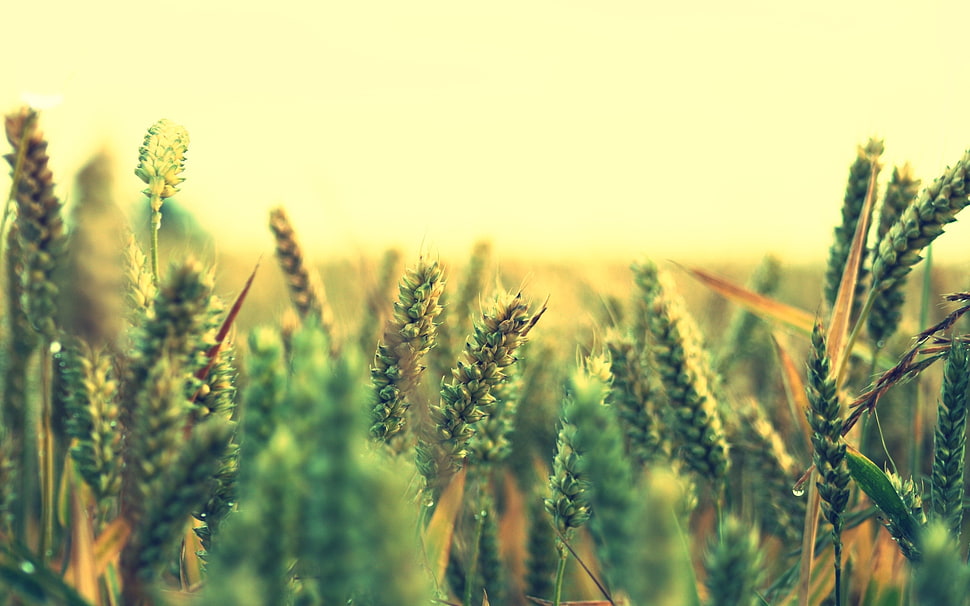 green grains photography during daytime HD wallpaper