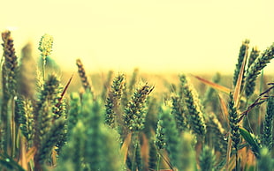green grains photography during daytime