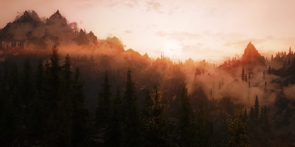 green leaf tree lot, mist, trees, forest, sunset HD wallpaper