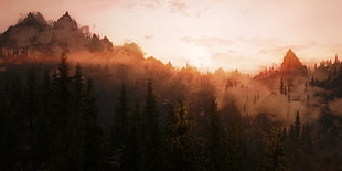 green leaf tree lot, mist, trees, forest, sunset