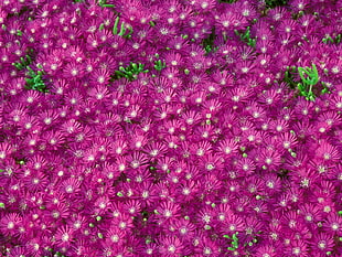 selective focus photography of purple Ice plant